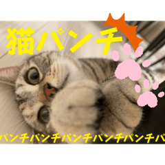 上田家の猫様と療養中のハルナ - LINE スタンプ | LINE STORE
