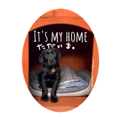 Hanzo black Labrador part 2