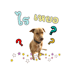 Somkid สมคิดหมาวัด