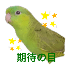 Lineolated Parakeet   (bird)