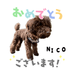 NICO@toypoodle