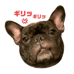 Umi FrenchBulldog