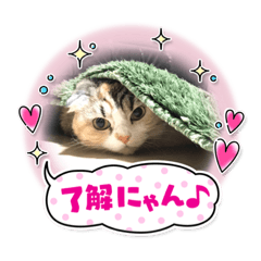 ringo_20220821215727