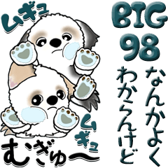 【Big】シーズー犬 98『・・・』