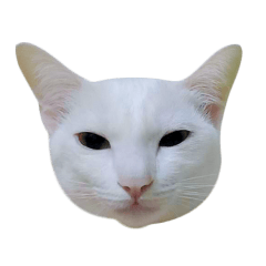 beeboy the white cat