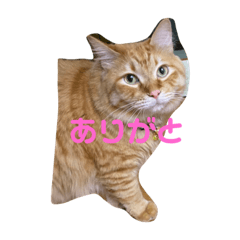 まるゆきちゃっぴー