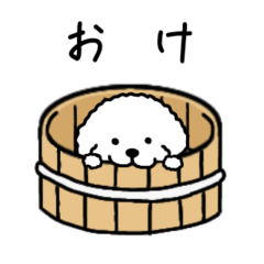 White fluffy toy poodle stam 3