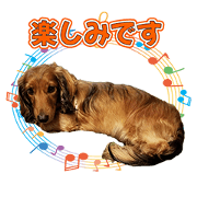 koazufamilymikoa