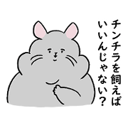 I want to chinchilla