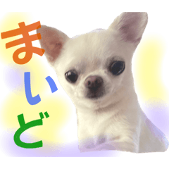 chihuahua  KINOKO_20220822073705