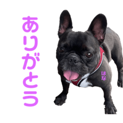 hureburu hananosutanpu