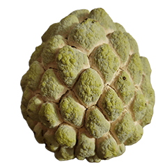 Food Series : Some Sugar Apple