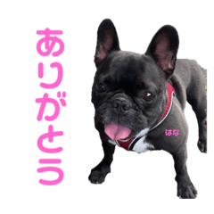 hureburu hananosutanpu syuuseiban
