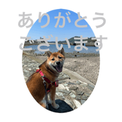 柴犬のかわいいコロスタンプ