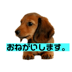 Kawaii Fran-chan