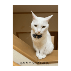 cute pets at home in Haga