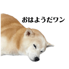*Shiba Inu Koro Sticker