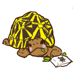 Tortoise fan Vol.2