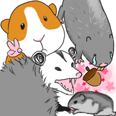 opossum amd other rats