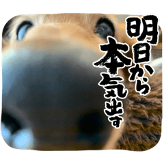 Sanae_20220824082735