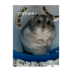 小肥仔的日常生活