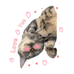 Kassie_20220823235613 - LINE スタンプ | LINE STORE