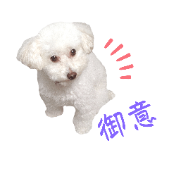 White poodle Azuki 2