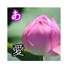 important words with lotus flower