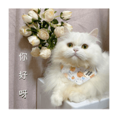 mina波斯貓日常篇