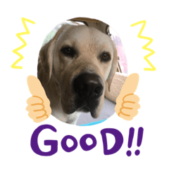 Skyler the yellow lab