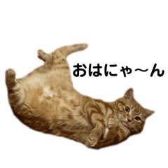 *Cat stamp (Kuu-chan)