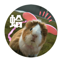 閃亮四姊妹之一家親