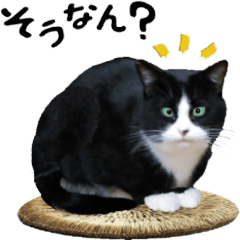 sirokuro japanese cat