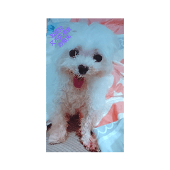 瑪爾濟斯萌躂躂