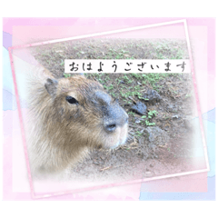 RINRIN_20220825182247