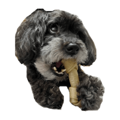 ちょいぷーどる②