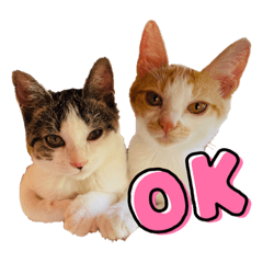 あずきなこの日常会話