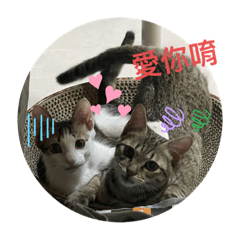Rong_20220825205958 – LINE stickers | LINE STORE