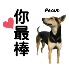 台灣犬_哩哩_日常用語篇