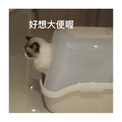 我是皮皮貓