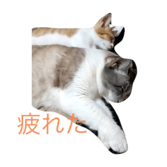 fujisawake no nekotati