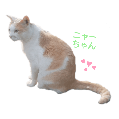 ハチワレのニャーちゃんです