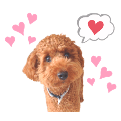 toy poodle chacha1