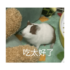吖蟲蟲日常