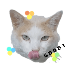ハチワレのニャーちゃん１