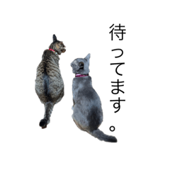 shiho_20220827194928