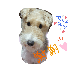 yo-yo the Wire Fox Terrier