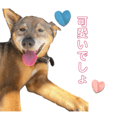 Ringo_20220827230929