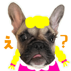 Frenchbulldog_Peco_baby