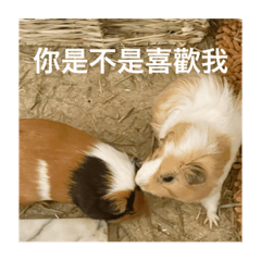 暈鼠了